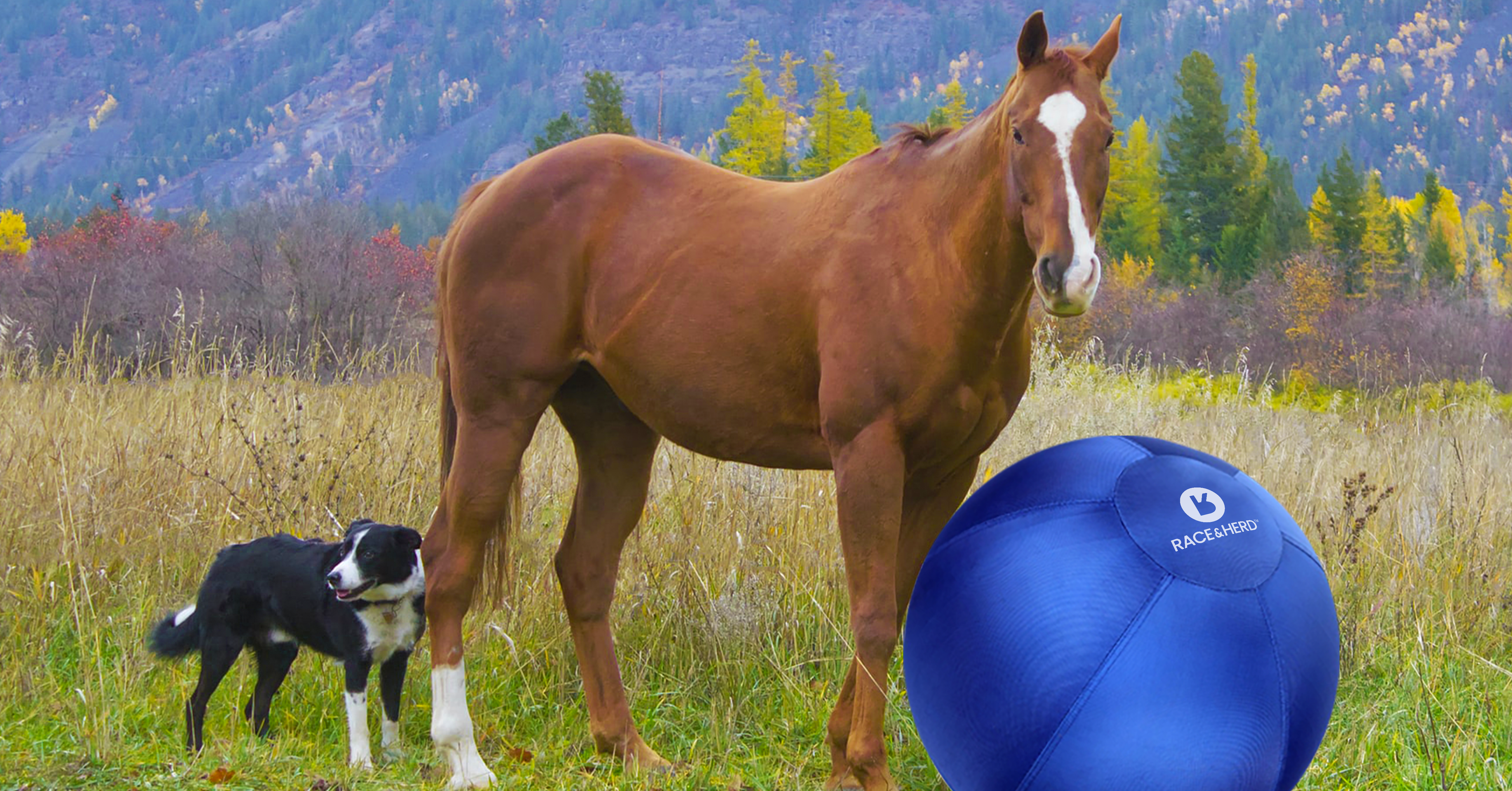 What Are Horse Ball Toys For Race