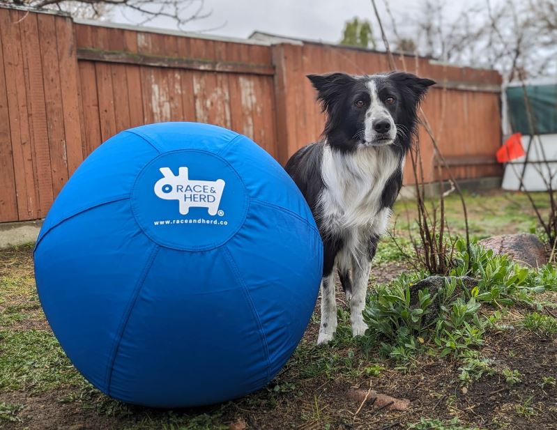 Herding toys for border collies hotsell