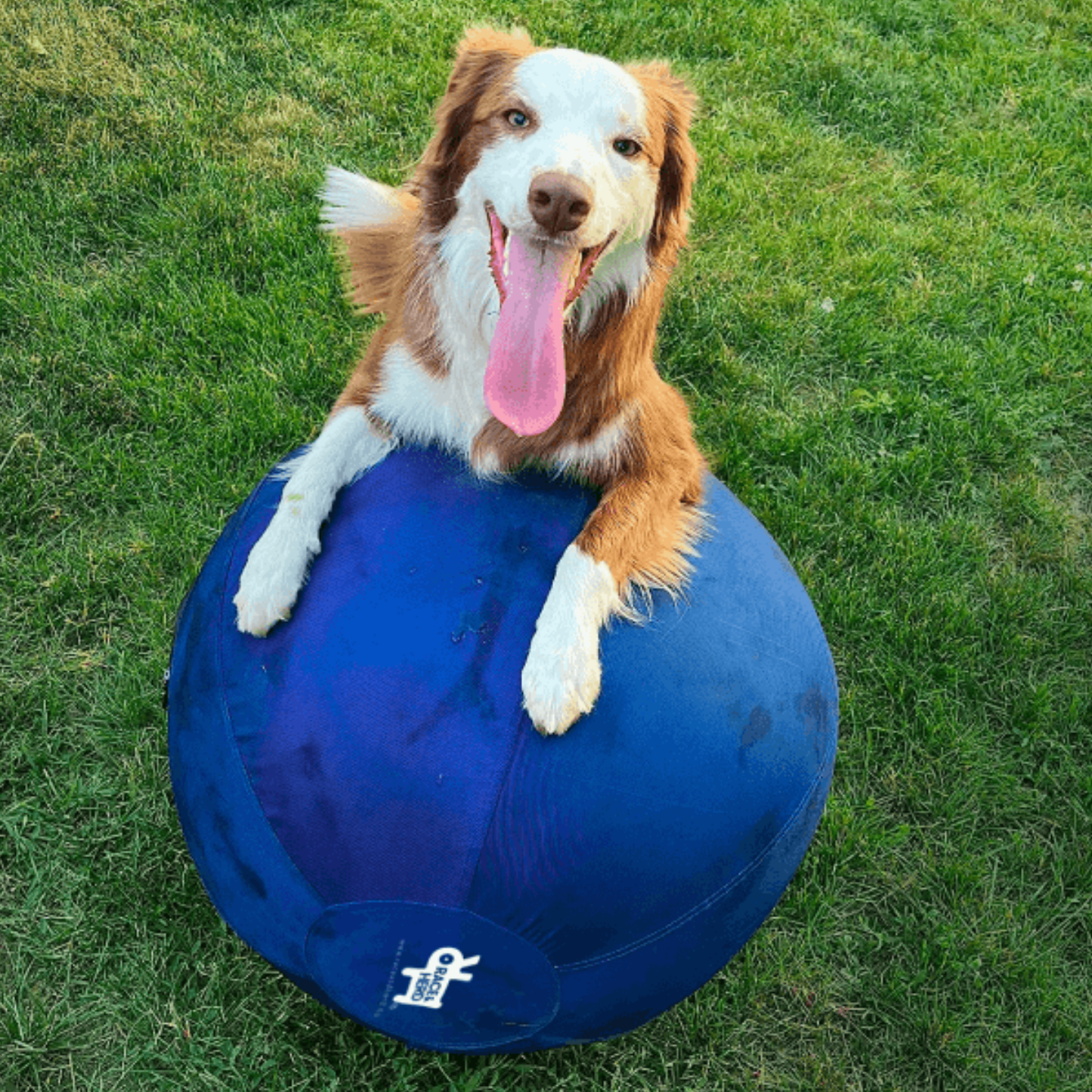 Chase 'n Chomp Squeaker Stick - SMALL - S&S Pet Care