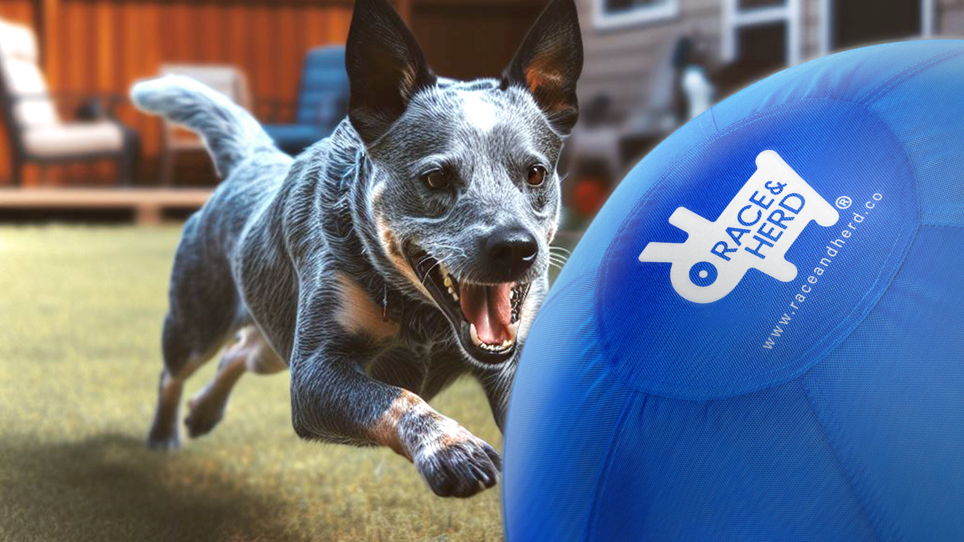 Cattle dog herding ball outlet