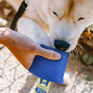 Sniff and Seek Dog Scent Training Kit