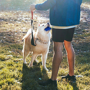 Sniff and Seek Dog Scent Training Kit