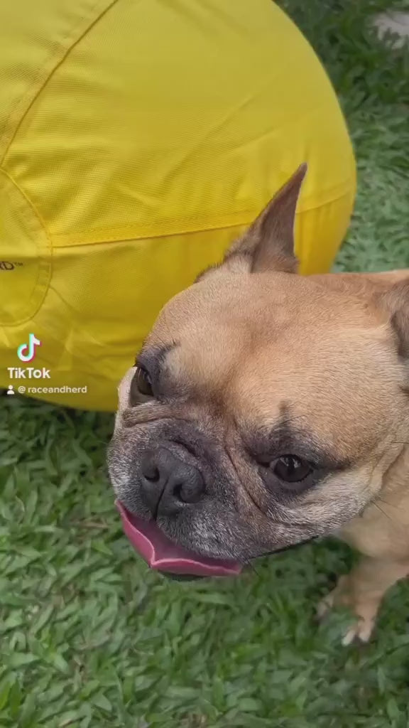 Large Herding Ball for Dogs