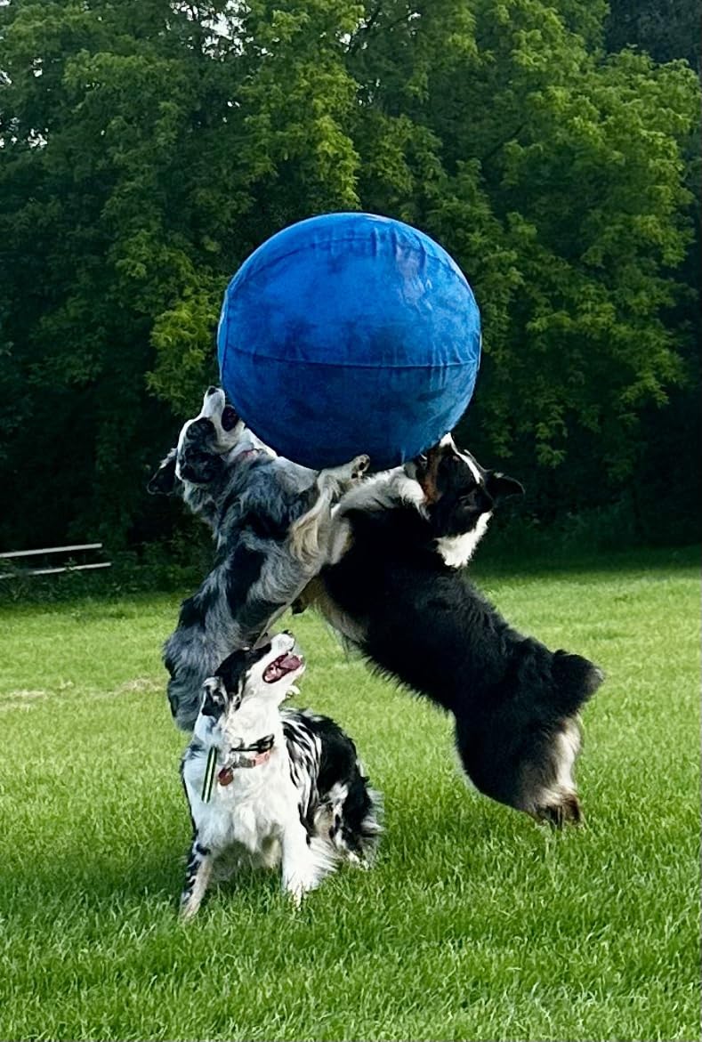 Best Indestructible Herding Ball for Dogs: Complete Guide & Reviews