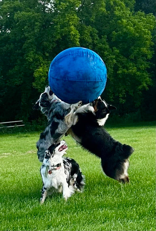 Best Indestructible Herding Ball for Dogs: Complete Guide & Reviews