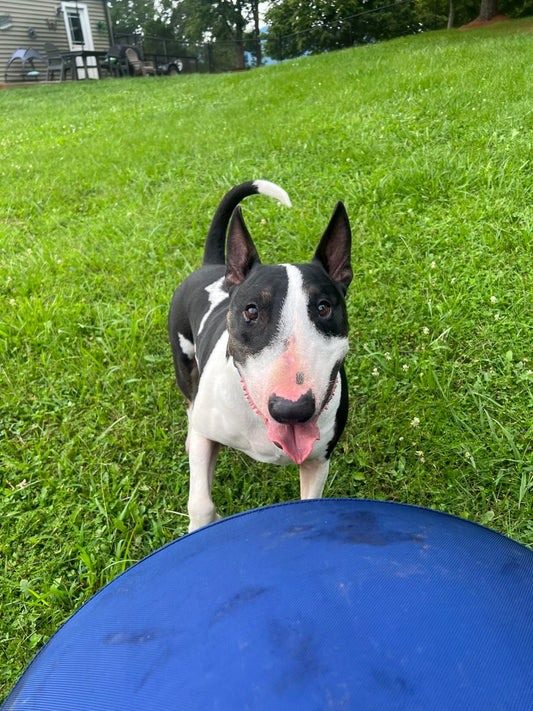 Best Herding Ball for Dogs: Border Collies, Aussies & GSD Guide | Race & Herd