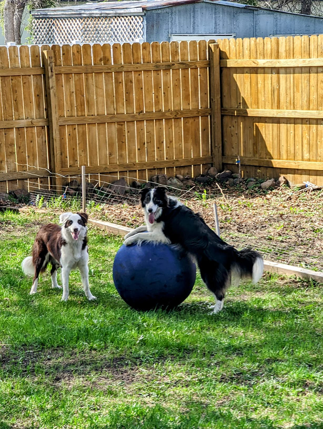 Best Herding Ball for Dogs: Complete Guide to Mental & Physical Benefits | Race&Herd