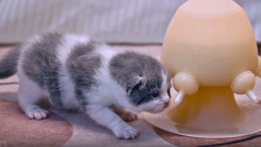 Essential Guide to Kitten Bottles: Nurturing Your New Feline Friend