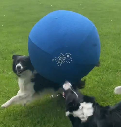 Top 5 Benefits of Using a Herding Ball for Your Australian Shepherd