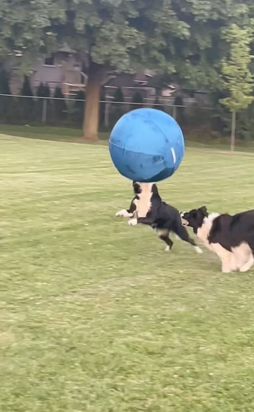 Best Herding Balls for Medium-Sized Dogs: Choosing the Right Fit