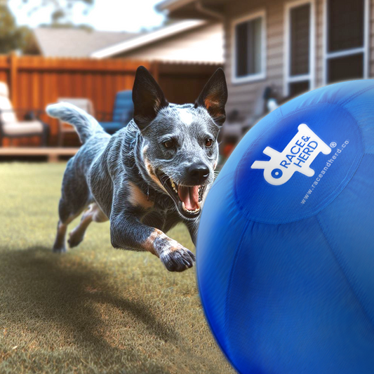 Herding Ball for Dogs vs. Traditional Toys: Which Is Better?