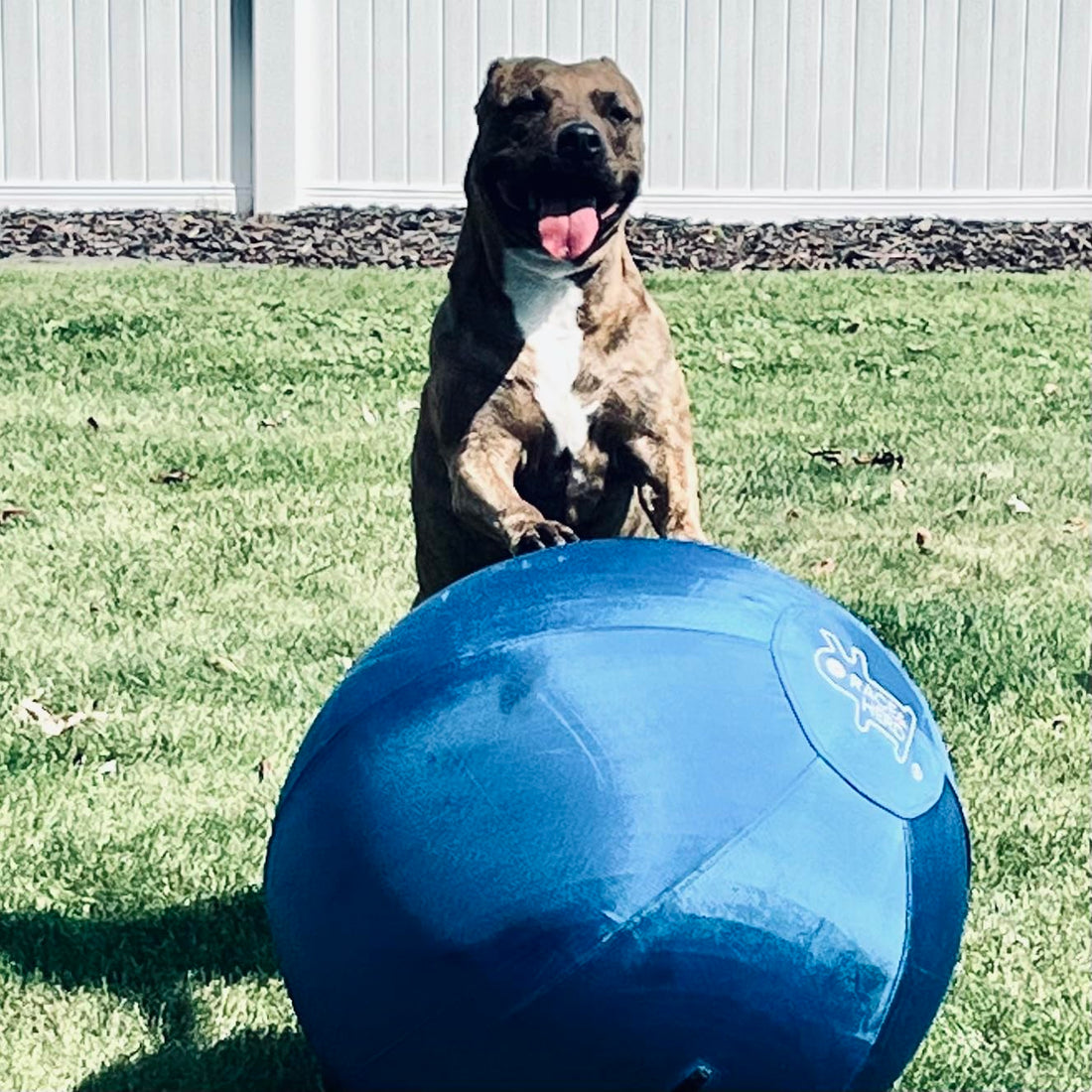 Best Herding Ball for Large Dogs