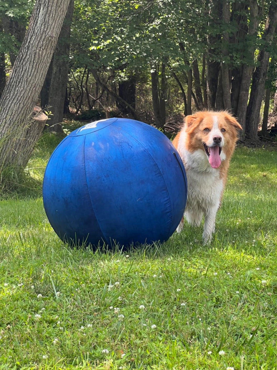 The Ultimate Guide to Herding Balls for Dogs: Perfect for Cattle Dogs, Aussies & Heelers