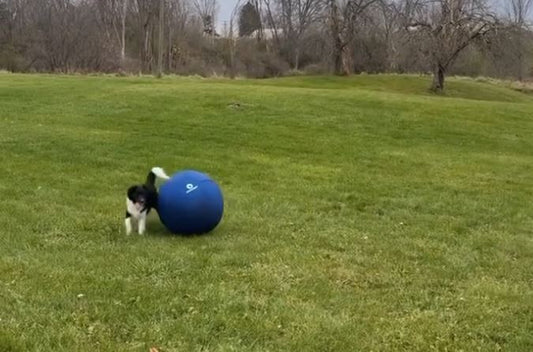 Ultimate Guide: How Long Should Dogs Play with Herding Balls? (2024 Tips)