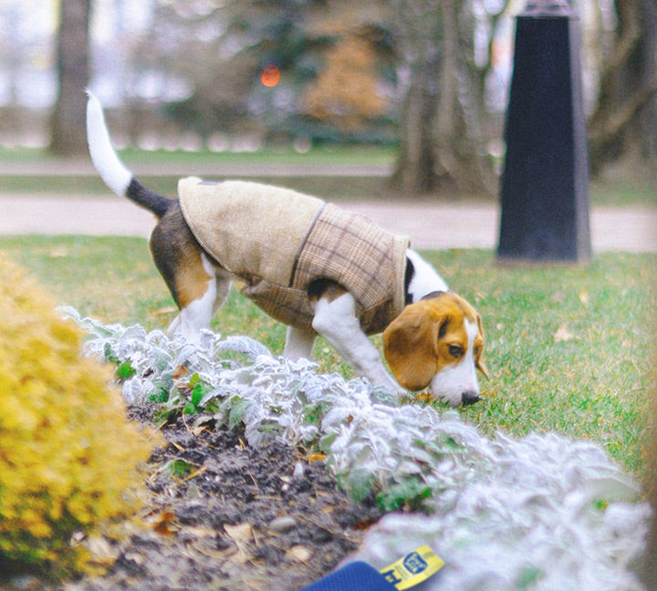 Scent Work Training for Dog