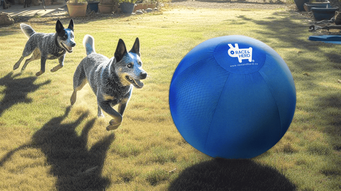 How Do You Introduce a Herding Ball to a Dog?