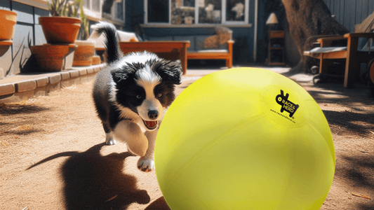 The Importance of Regular Exercise for Collie Health