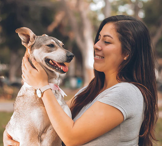 Choosing the Best Herding Ball for Your Dog: The Ultimate Guide