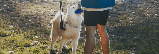 Herding Ball and Dog Scent Training
