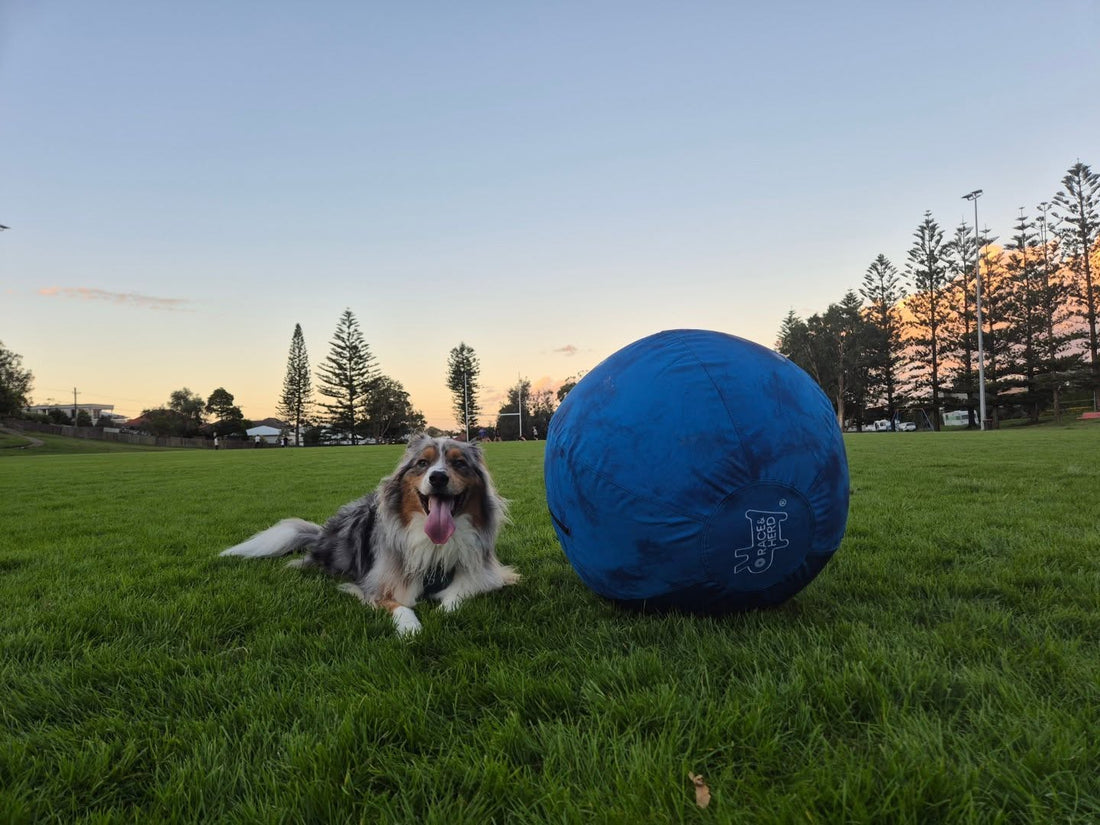 Discover Why the Herding Ball Is the Ultimate Dog Enrichment Toy and the Most Loved Interactive Dog Ball - Now with Easy Replacement Covers