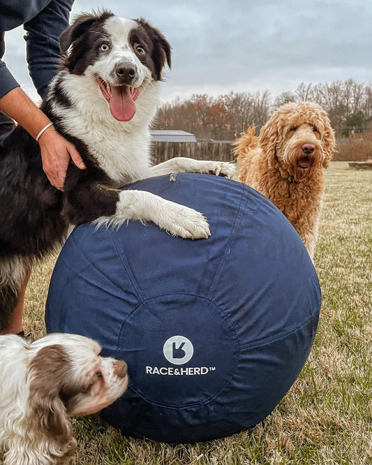 Job Ready: Herding Ball Training for Natural-Born Herders!