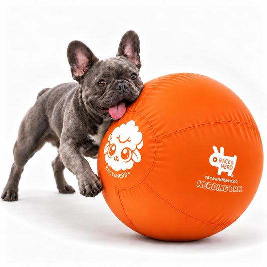 Herding Ball for Dogs — Small 18" (Tangerine)