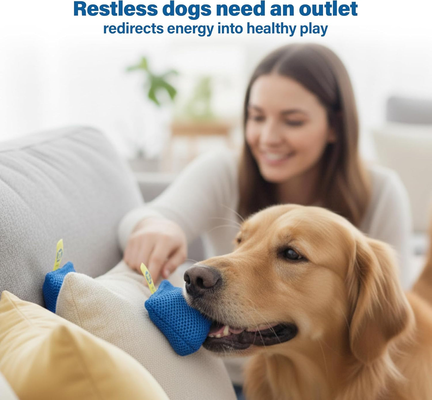 Sniff and Seek Dog Scent Game | Scent Training for Dogs | Blue - 10 Pack Box