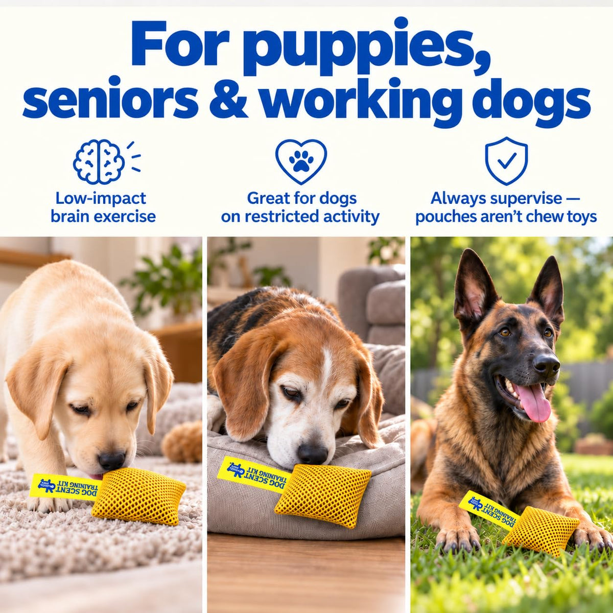 Original Dog Scent Training Kit — 10 Pcs Pouches Nosework Set (Gold)