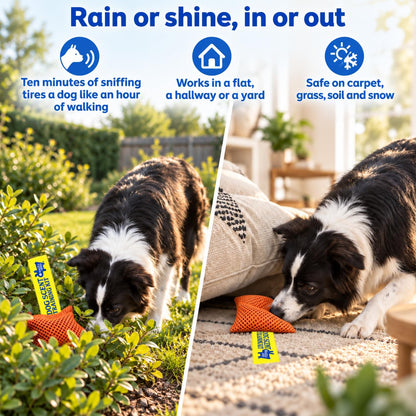 Original Dog Scent Training Kit — 10 Pcs Pouches Nosework Set (Tangerine)