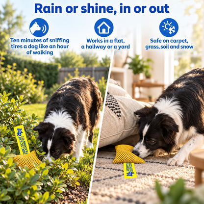 Original Dog Scent Training Kit — 10 Pcs Pouches Nosework Set (Gold)