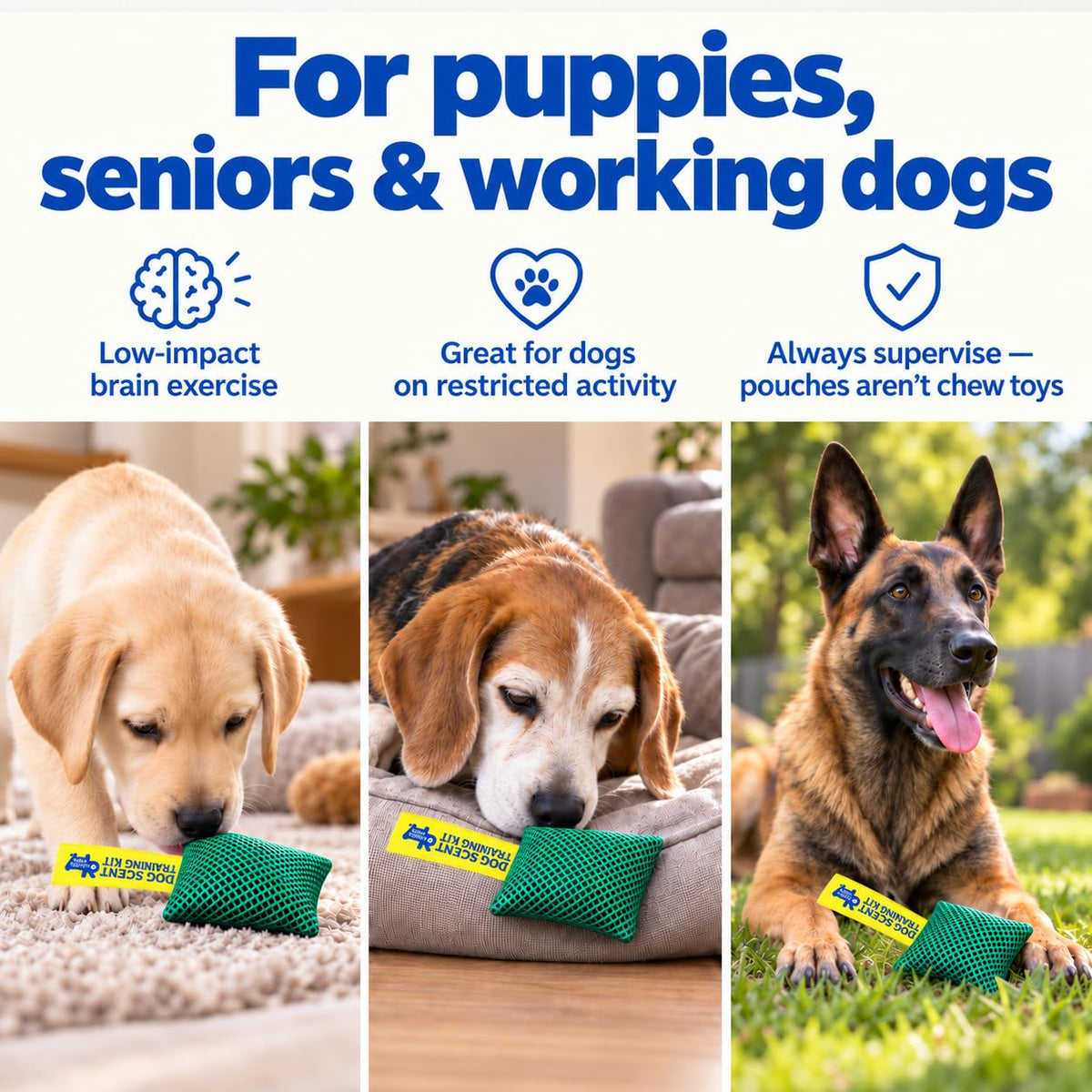 Original Dog Scent Training Kit — 10 Pcs Pouches Nosework Set (Sage)