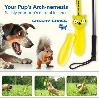 Flirt Pole Dog Toy
