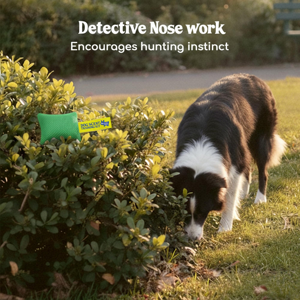 Original Dog Scent Training Kit — 10 Pcs Pouches Nosework Set (Sage)
