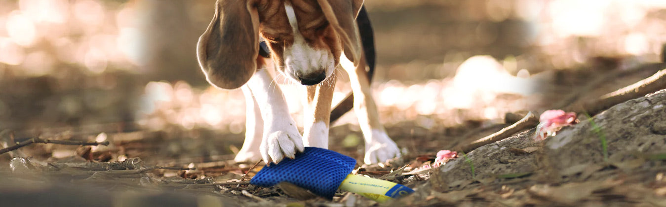 Race&Herd Herding Ball for Dogs Blue Heelers, Horse Ball & Ball Cover - 25  Ball Large with Air Pump | for Play Hurding Ball | Hearding Ball Toys for