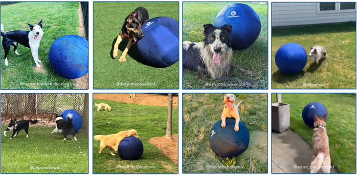 Herding Ball for Dogs & Horse - Race and Herd