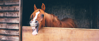 https://raceandherd.co/cdn/shop/files/Race_Herd_Horses_Stable_Banner_400x.png?v=1669267321