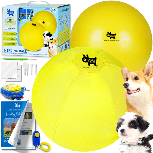 Herding ball border hot sale collie