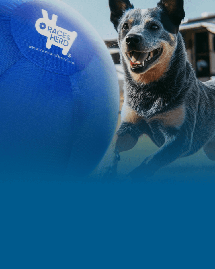 Jolly hot sale herding ball