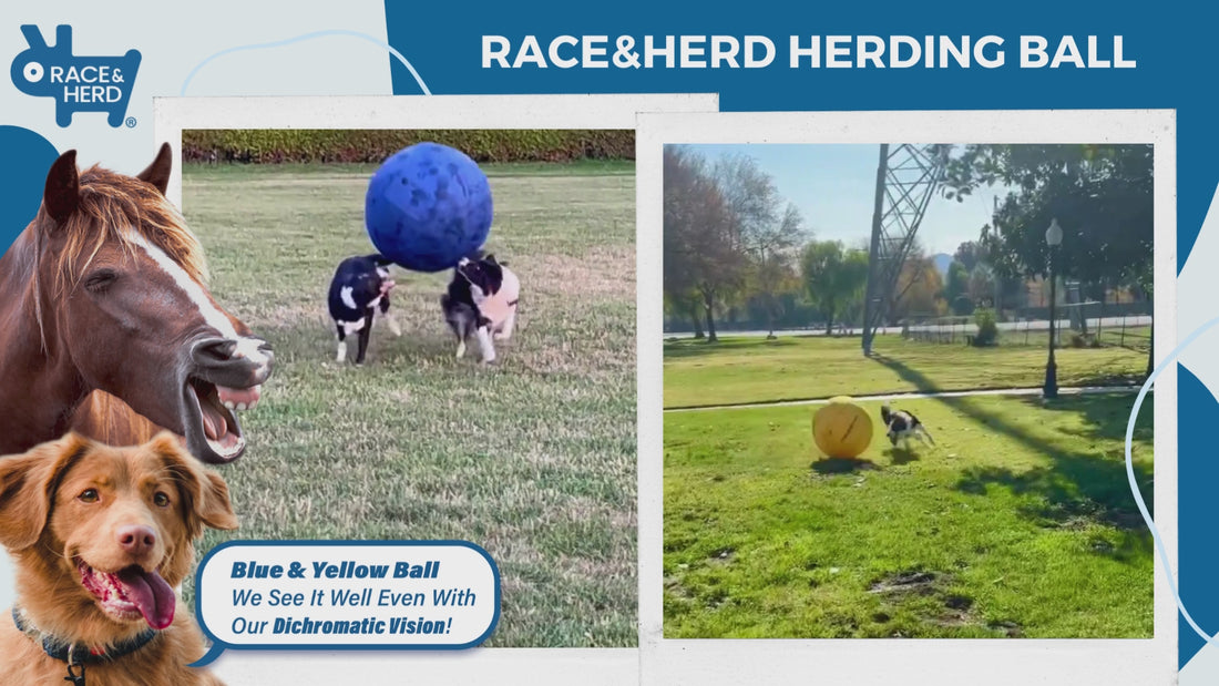 Race And Herd Video